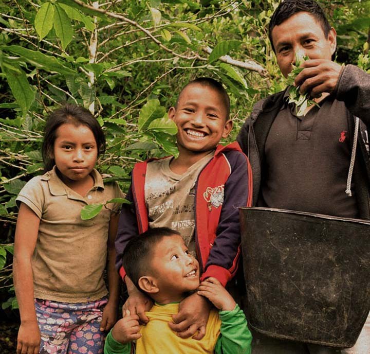 De dónde proviene la hoja de coca de los productos coca nasa?