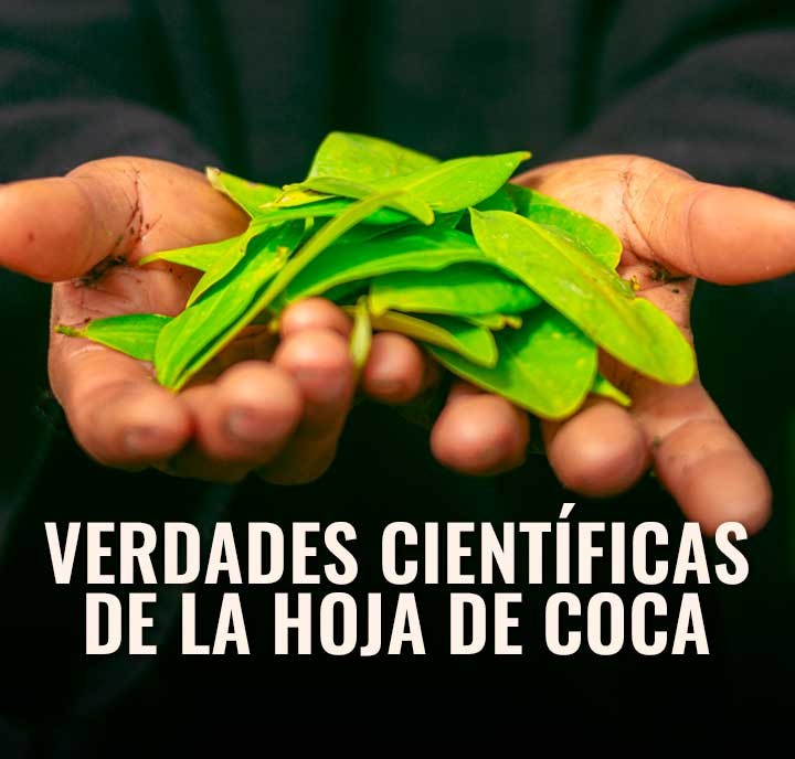 Desmintiendo Mitos: La Verdad Científica sobre la Hoja de Coca y la Dependencia